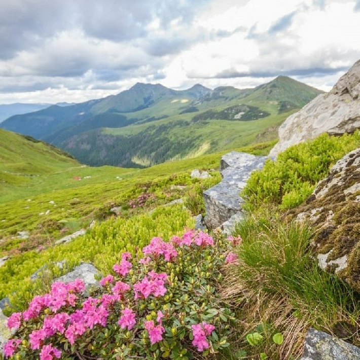 TripTrip-Rumunia-Góry-Rodniańskie-trekking-4